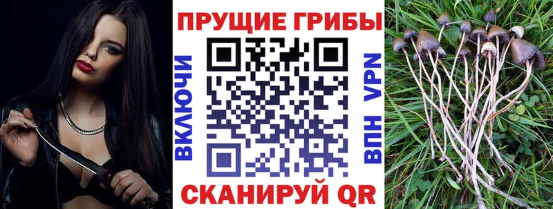 где найти   Хвалынск  Галлюциногенные грибы прущие грибы 